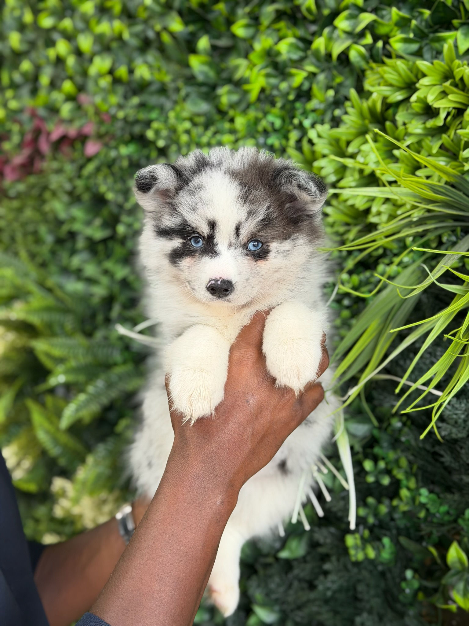 CLEO — POMSKY