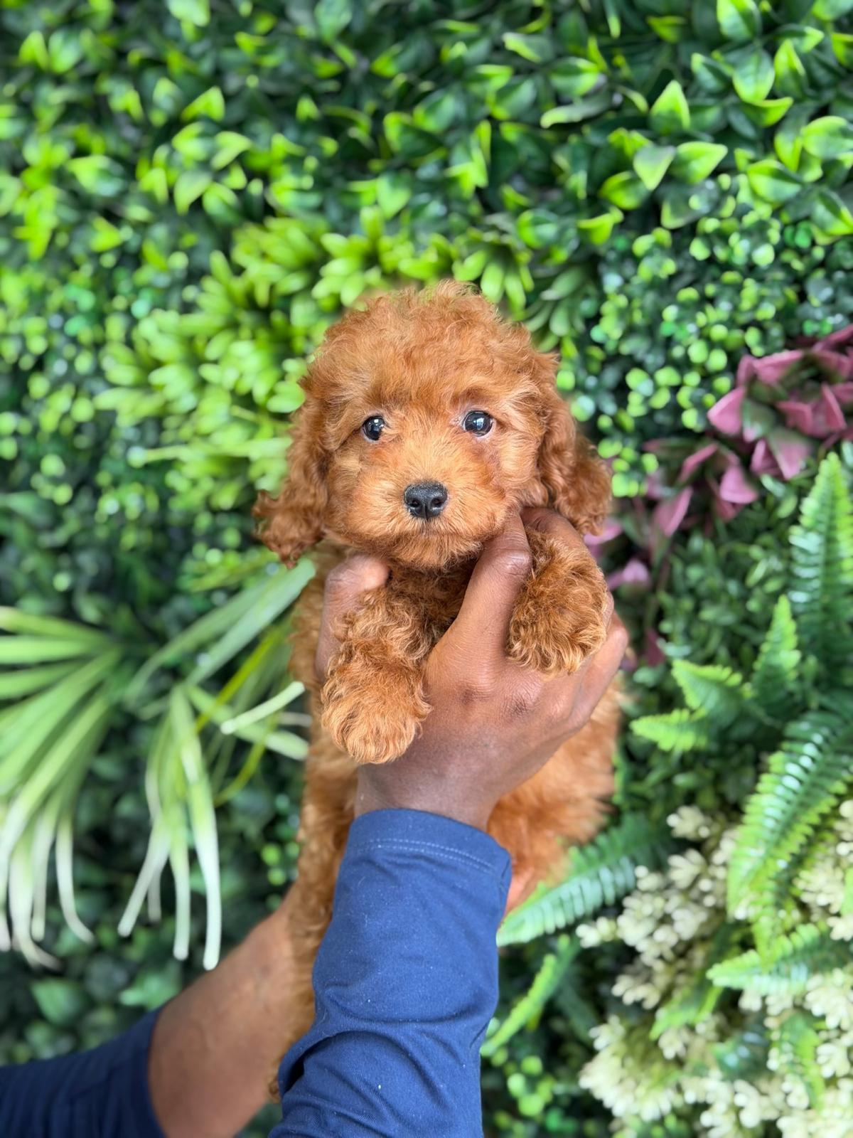 LINO — TOY POODLE