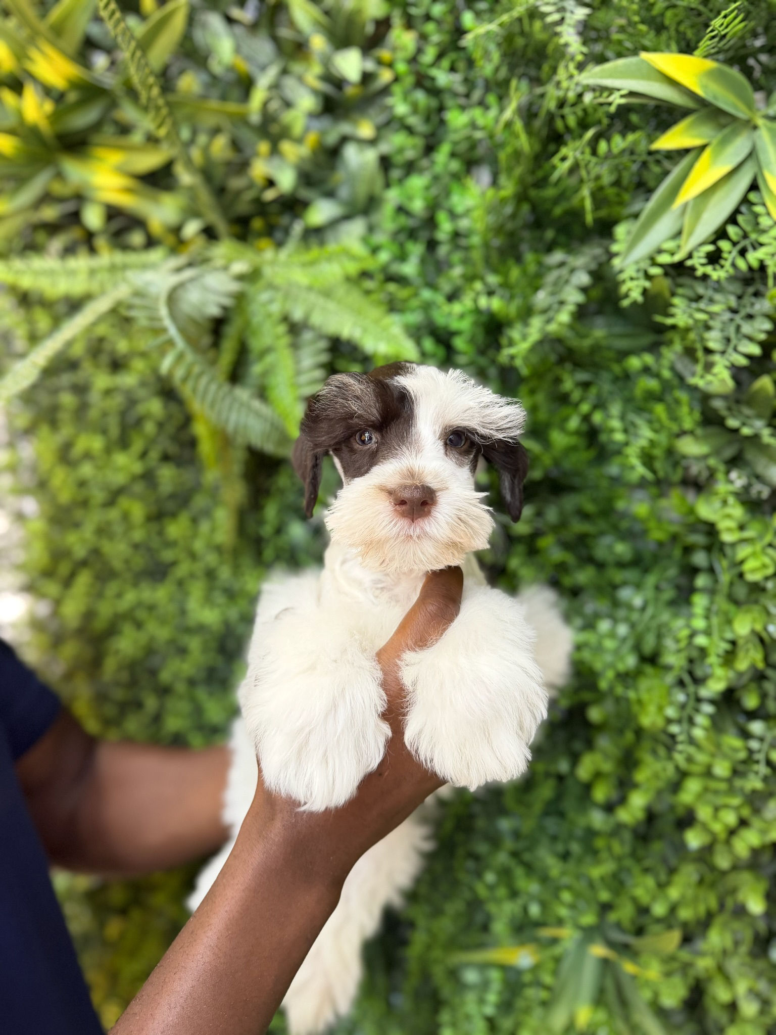 FELIX — MINI SCHNAUZER