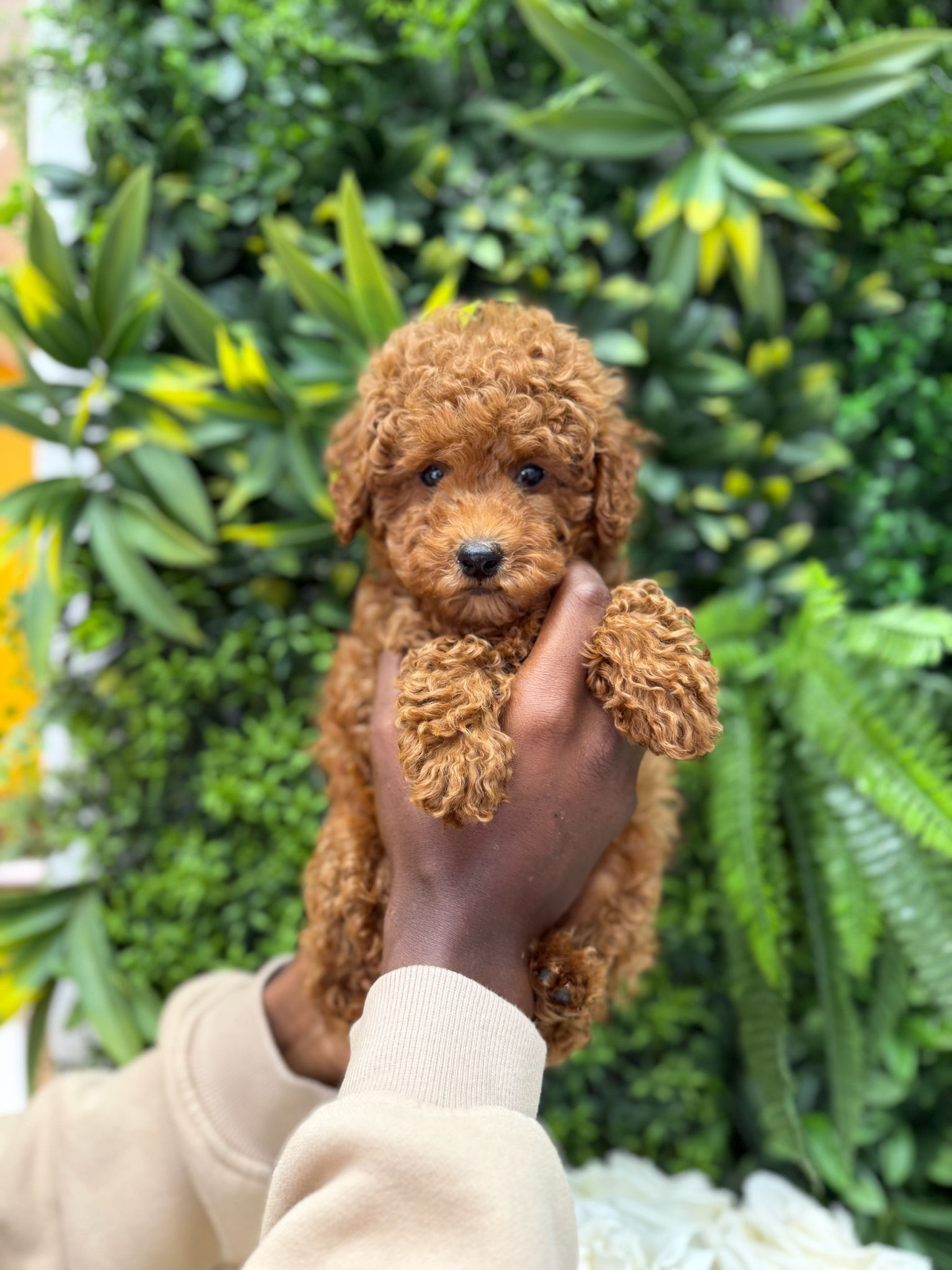 GIO — TOY POODLE