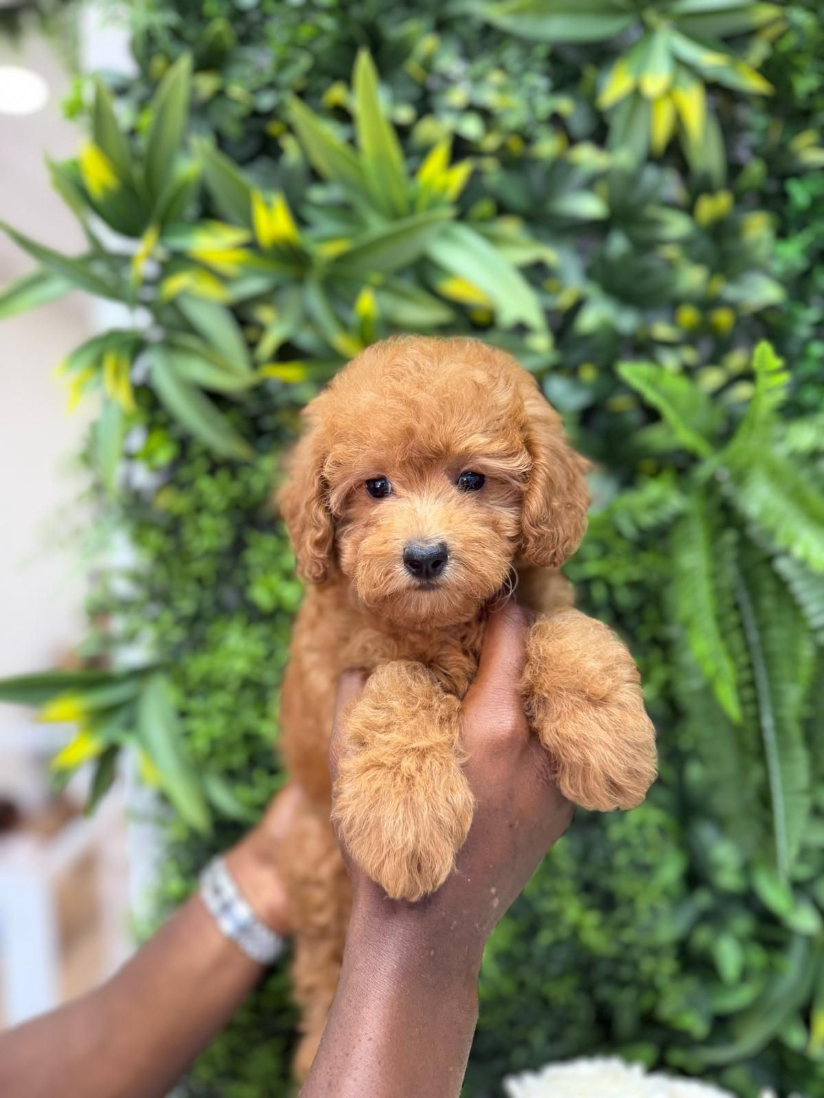 MOLLY — MINI POODLE