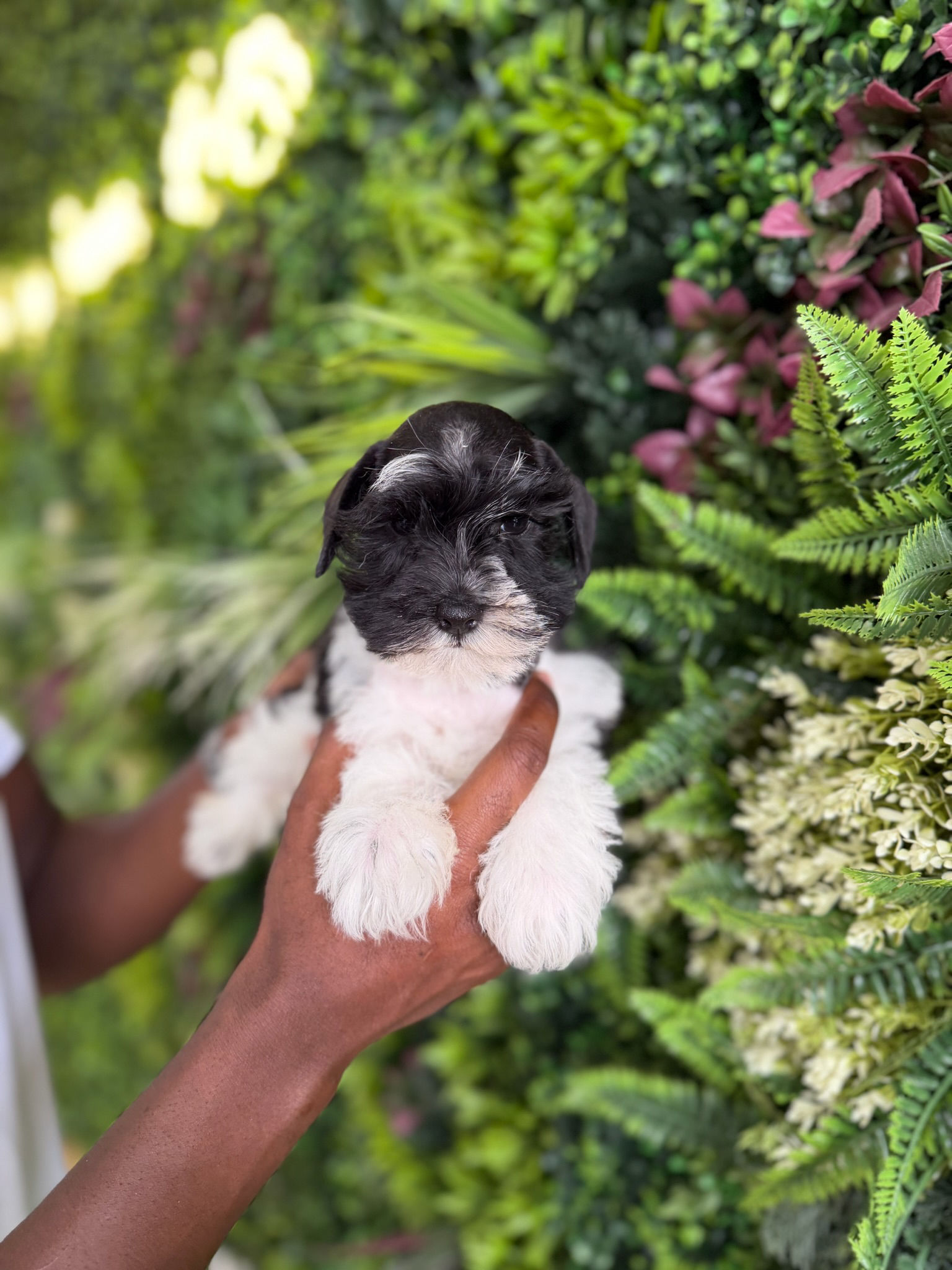 PONGO — CONFETTI SCHNAUZER