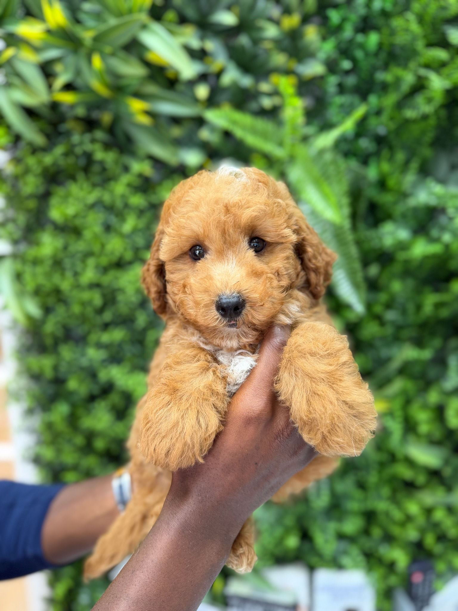 MONTY — CAVAPOO