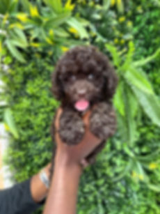 SHELBY — COCKAPOO