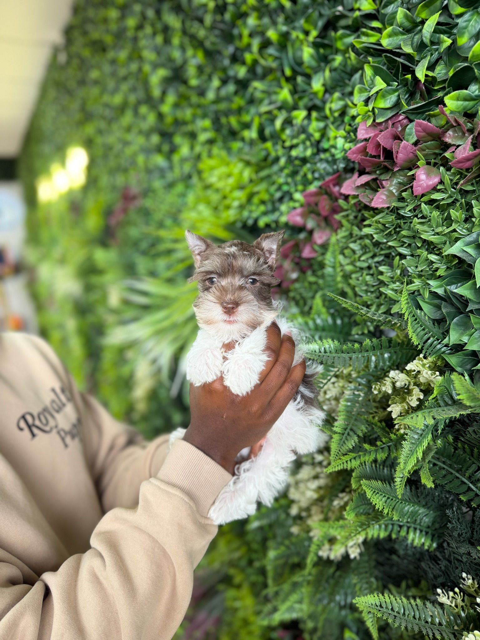 BERNIE — TOY SCHNAUZER