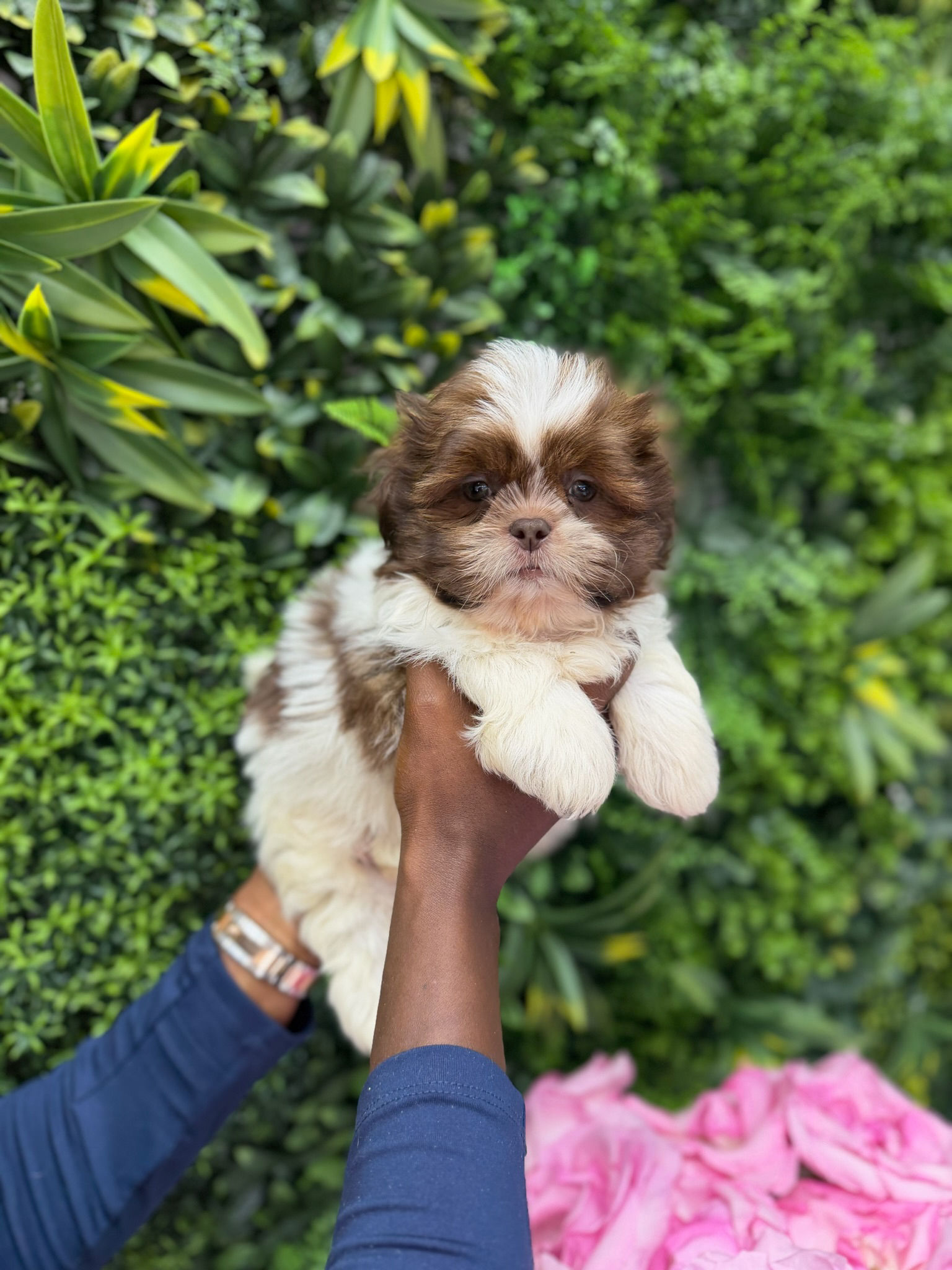 LUKE — SHIH TZU