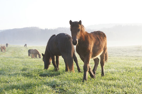 Das Freitag Bild - Islandpferdehof Weierholz