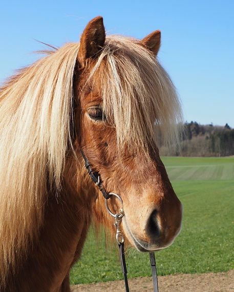 Verkaufspferde Islandpferdehof Weierholz