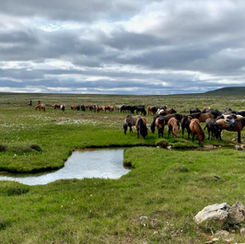 Reittour Island 2021: Impressionen