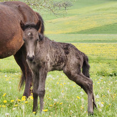 In neun Monaten vom süssen Fohlen zum strammen Kerl