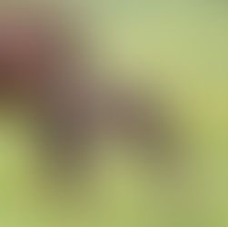 In neun Monaten vom süssen Fohlen zum strammen Kerl