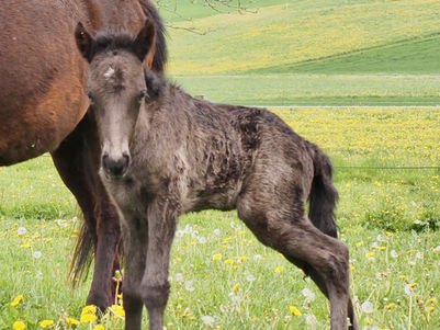 In neun Monaten vom süssen Fohlen zum strammen Kerl