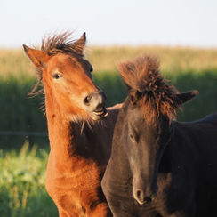 Spiel und Spass im Pferdekindergarten