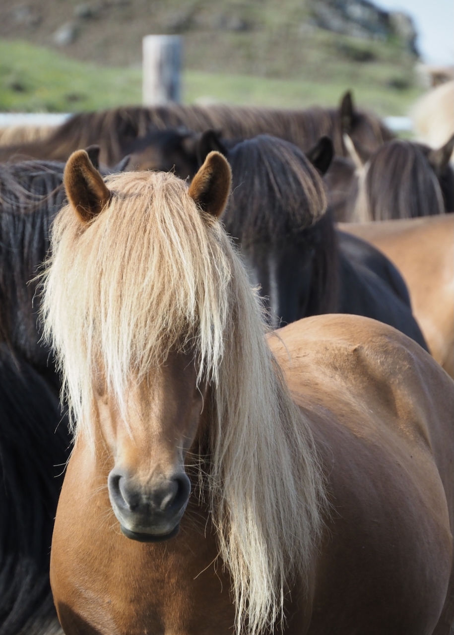 Das Freitags Bild – Islandpferde, einzigartig aus unserem Archiv.