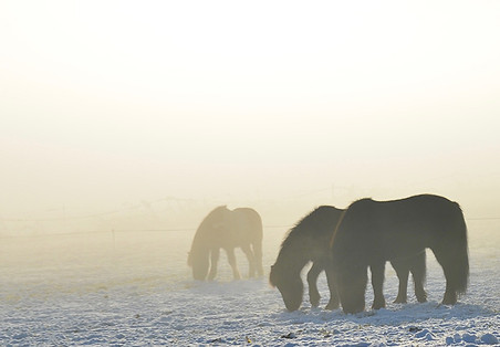 Weiden - First snow.jpg