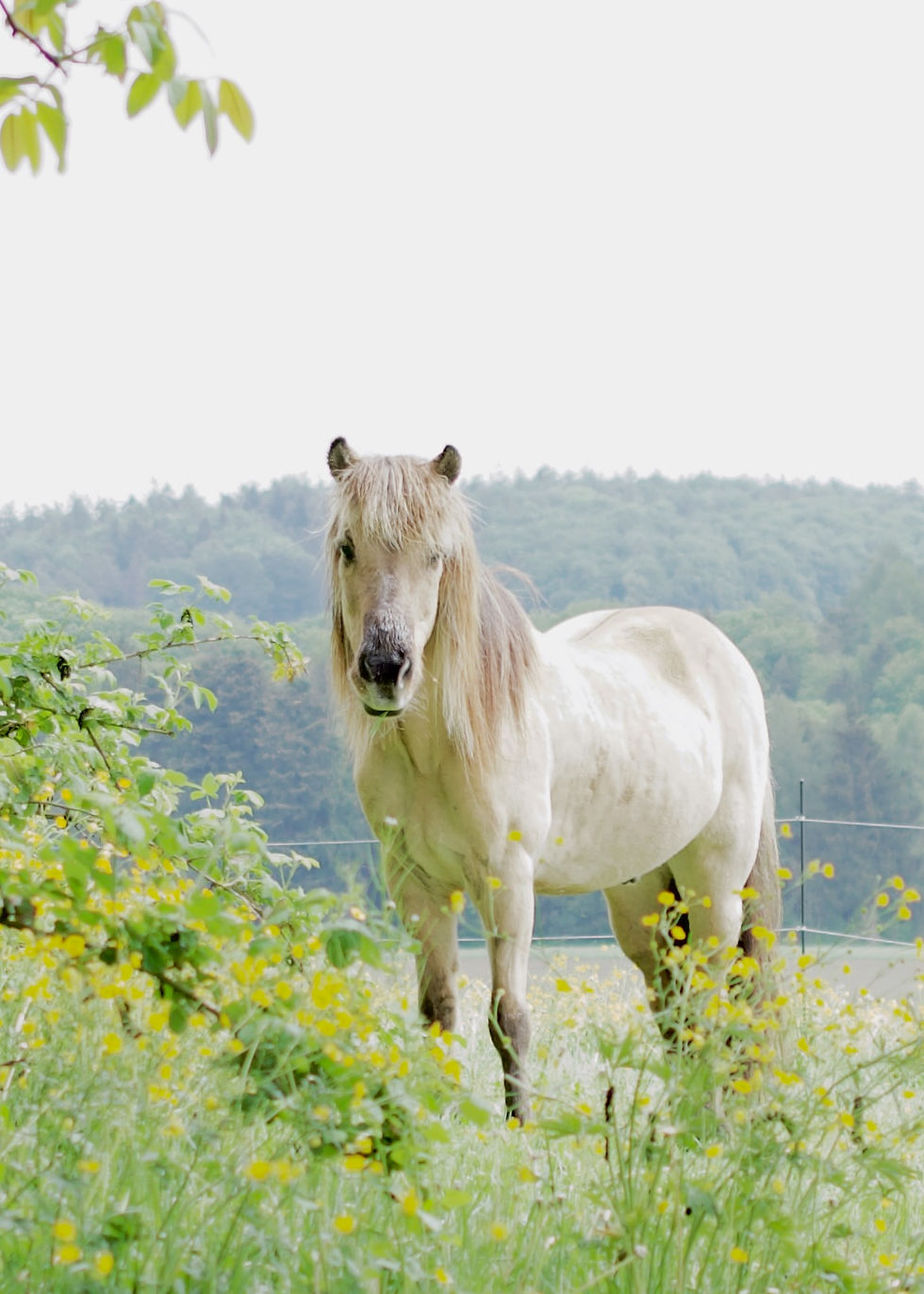  #islandpferde #islandpferdeliebe #hofweierholz #islandpferdebilder #pferde #icelandichorse #equine #pferdeschweiz #horsesofinstagram #pferdefotografie #isländer #tölter #AusunsererFotoSchatztruhe