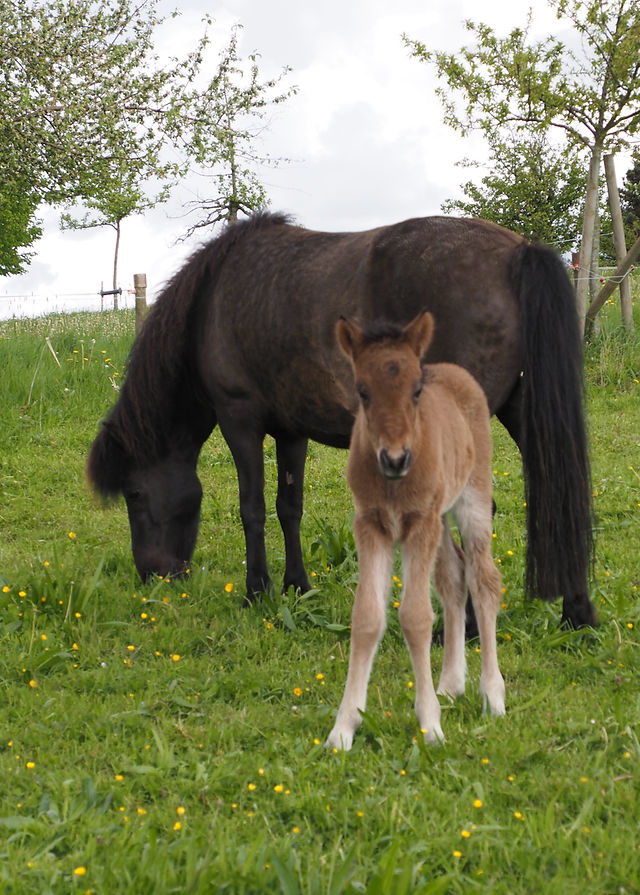Sprung ins Leben - Zucht - Islandpferdehof Weierholz 