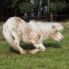 Seniorinnenturnen mit Gletta
