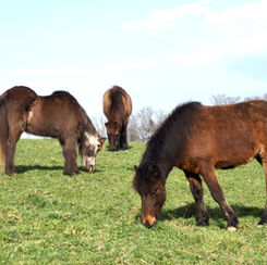 Generationen-Treff im Grünen