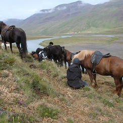 Reittour Island 2019 - Die Daten