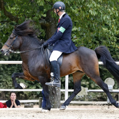 Nomination für Markus als Reiter des Jahres