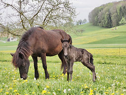 Zuchtpferde Islandpferdehof Weierholz
