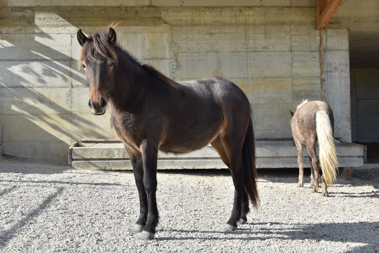 Unser Hof | Jungpferde Stall