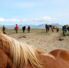 Reittour Island 2012 - Infos