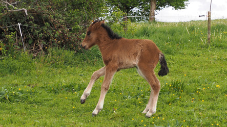 Sprung ins Leben - Zucht - Islandpferdehof Weierholz Sprung ins Leben - Zucht - Islandpferdehof Weierholz