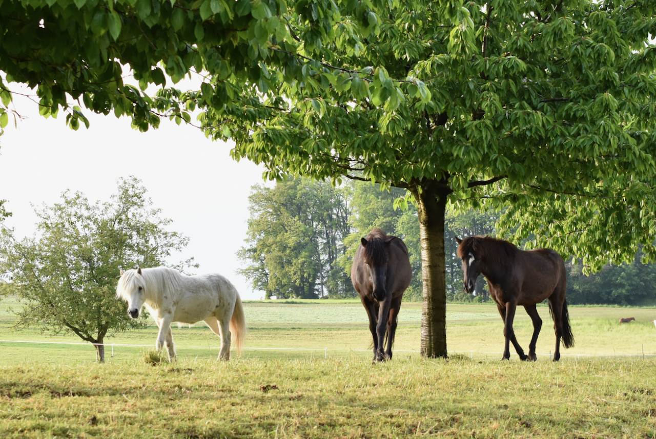 Unser Hof | Grossherde Weide