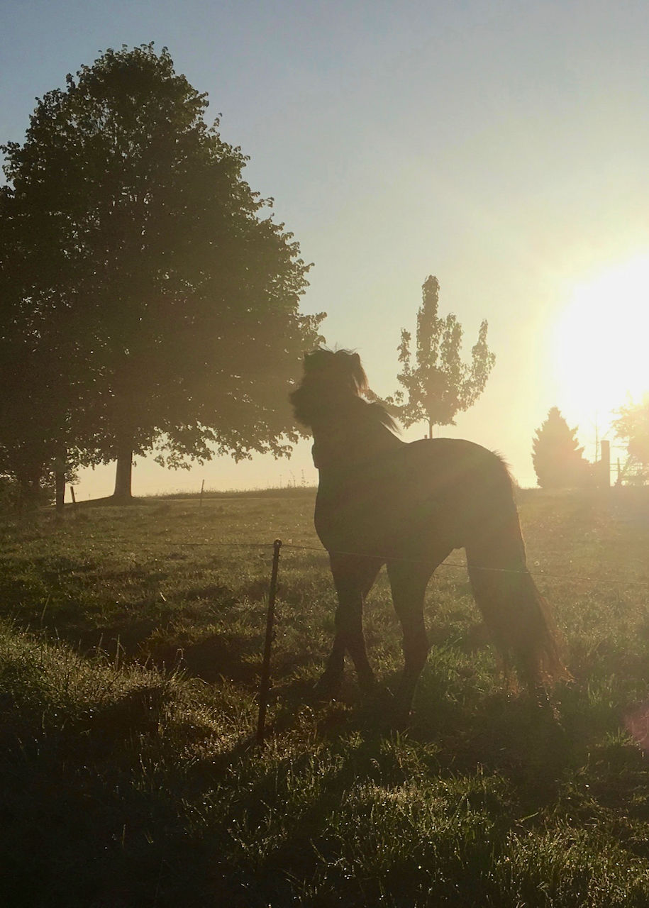  #islandpferde #islandpferdeliebe #hofweierholz #islandpferdebilder #pferde #icelandichorse #equine #pferdeschweiz #horsesofinstagram #pferdefotografie #isländer #tölter #AusunsererFotoSchatztruhe