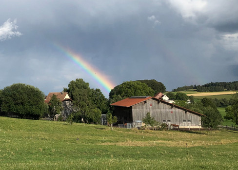 Die aktuelle Wetterlage hüllt das Weierholz immer wieder in zauberhafte Stimmung – hier eingefangen von Karin auf einem Ritt mit ihrem Hnappur. 