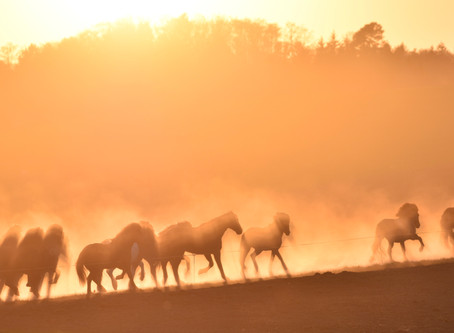 Sahara-Stimmung im Thurgau