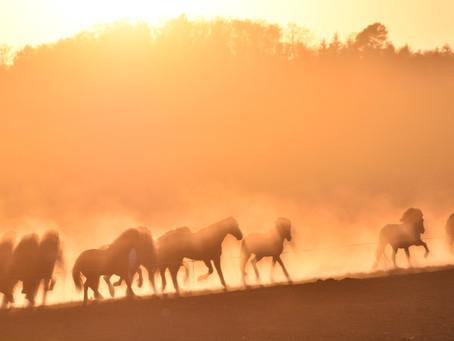 Sahara-Stimmung im Thurgau