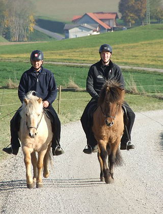 Jungpferde Training 2015