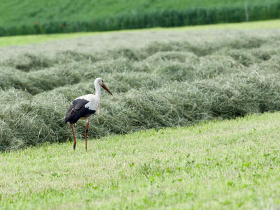 Ein Storch auf Hofinspektion