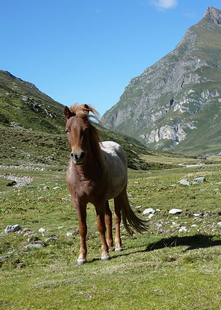 Alpzeit 2016
