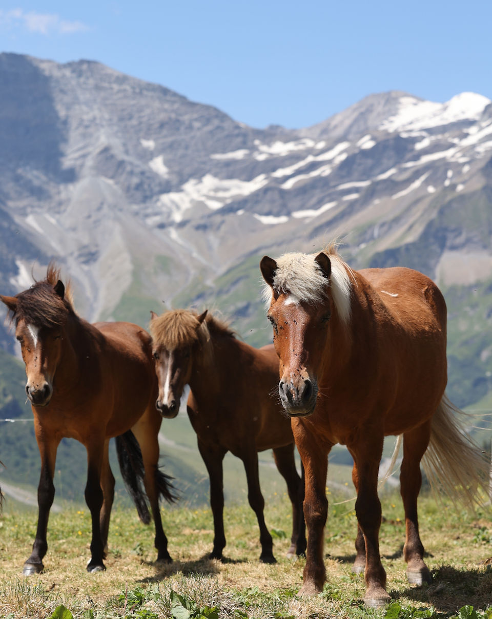 Den Hitzesommer verbringt Kóngur entspannt auf der Alp und hat dabei erst noch den verantwortungsvollen Job, den Jungpferden ein paar Manieren beizubringen. 