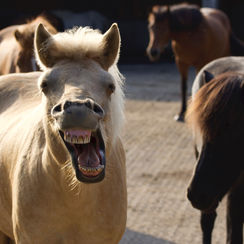 E-Mail Panne auf dem Weierholz