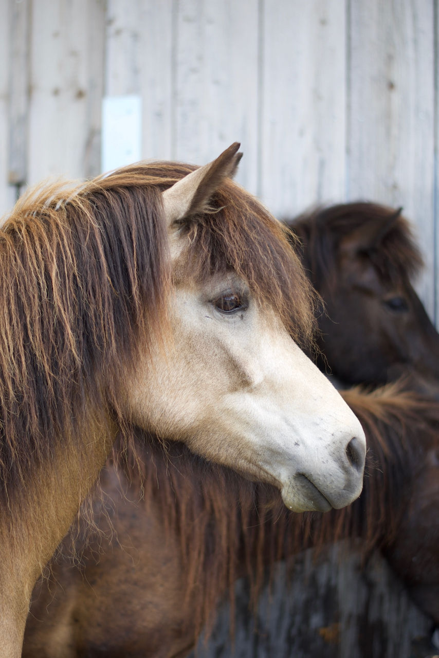  #islandpferde #islandpferdeliebe #hofweierholz #islandpferdebilder #pferde #icelandichorse #equine #pferdeschweiz #horsesofinstagram #pferdefotografie #isländer #tölter #AusunsererFotoSchatztruhe