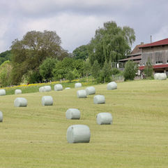 Von der WM direkt aufs Feld