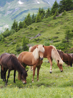 Impressionen vom Fohlenleben auf der Sommeralp im Bündnerland.