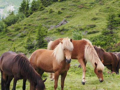 Impressionen vom Fohlenleben auf der Sommeralp im Bündnerland.