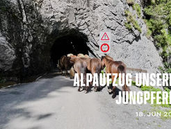 Alpaufzug unserer Jungpferde