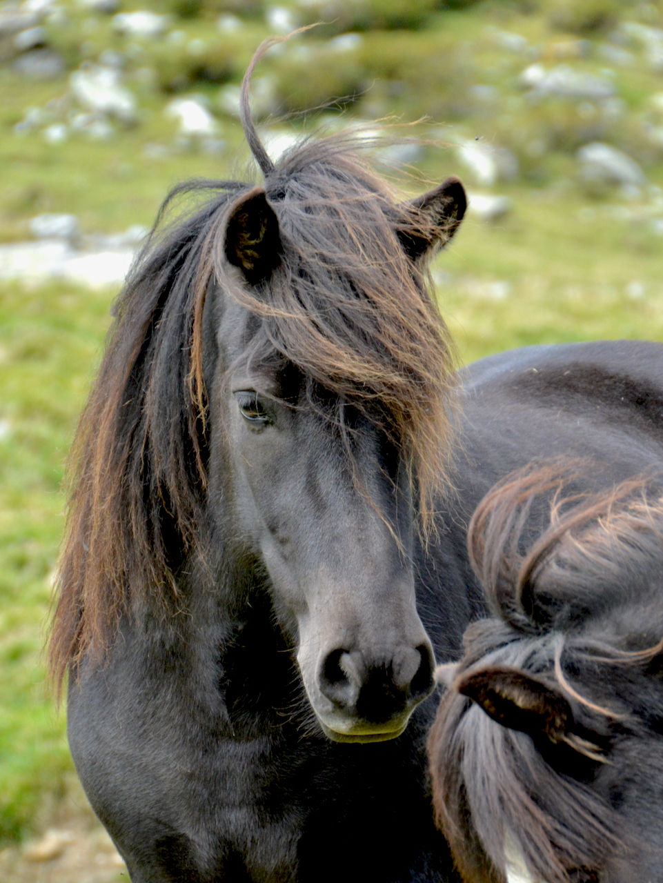 #islandpferde #islandpferdeliebe #hofweierholz #islandpferdebilder #pferde #icelandichorse #equine #pferdeschweiz #horsesofinstagram #pferdefotografie #isländer #tölter #Foto-Schatz-Truhe