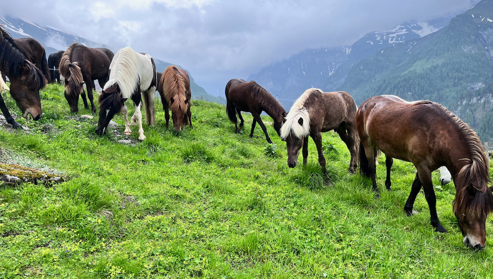  Auf zum Alpen-Spa!  Bestens gelaunt und voller Vorfreude haben unsere Jungpferde den Weg auf die Alp unter ihre Hufe genommen.