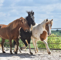 Die ersten Luftsprünge in der neuen Heimat
