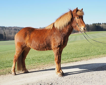 Verkaufspferde Islandpferdehof Weierholz