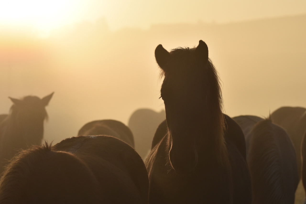 Von jung bis alt | Pferd im Morgenlicht
