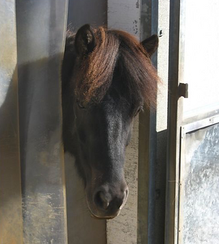 Blog 2012 - Vinur 1